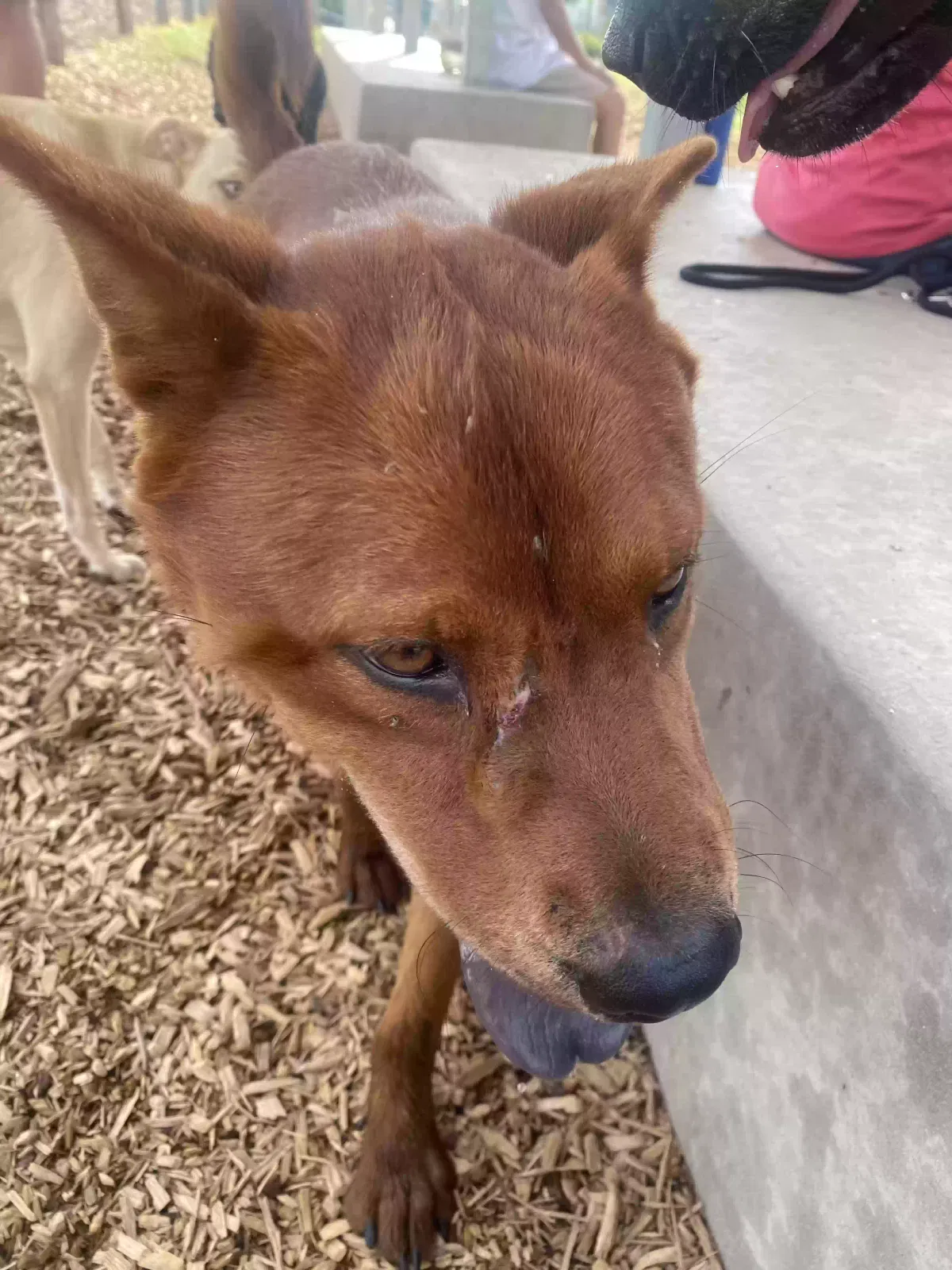 Found dog in San Antonio, TX, 78235