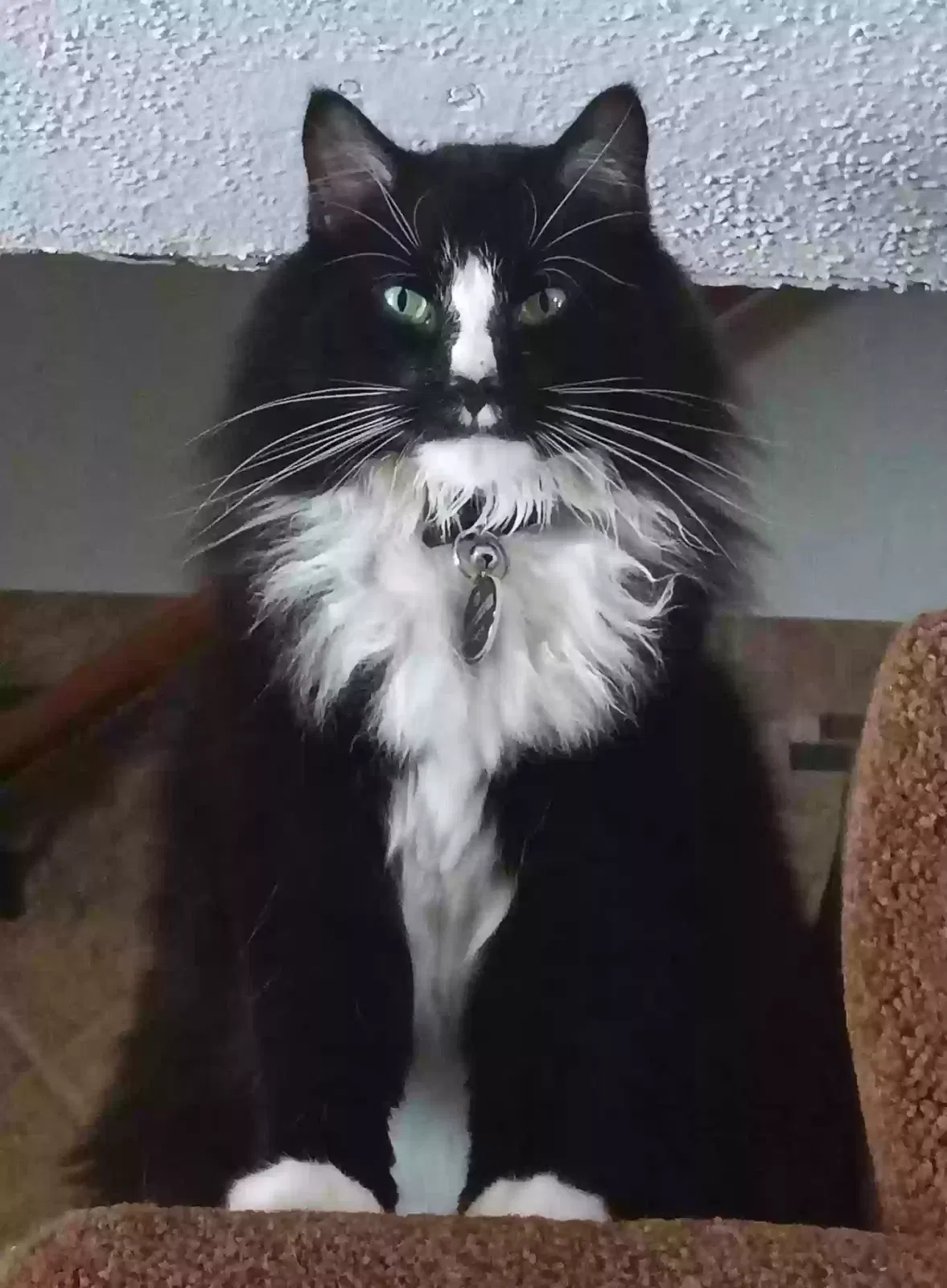 Lost cat in Eldora, IA, 50627