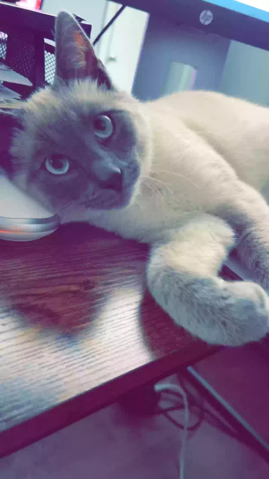 Lost cat in Mc Leansville, NC, 27301