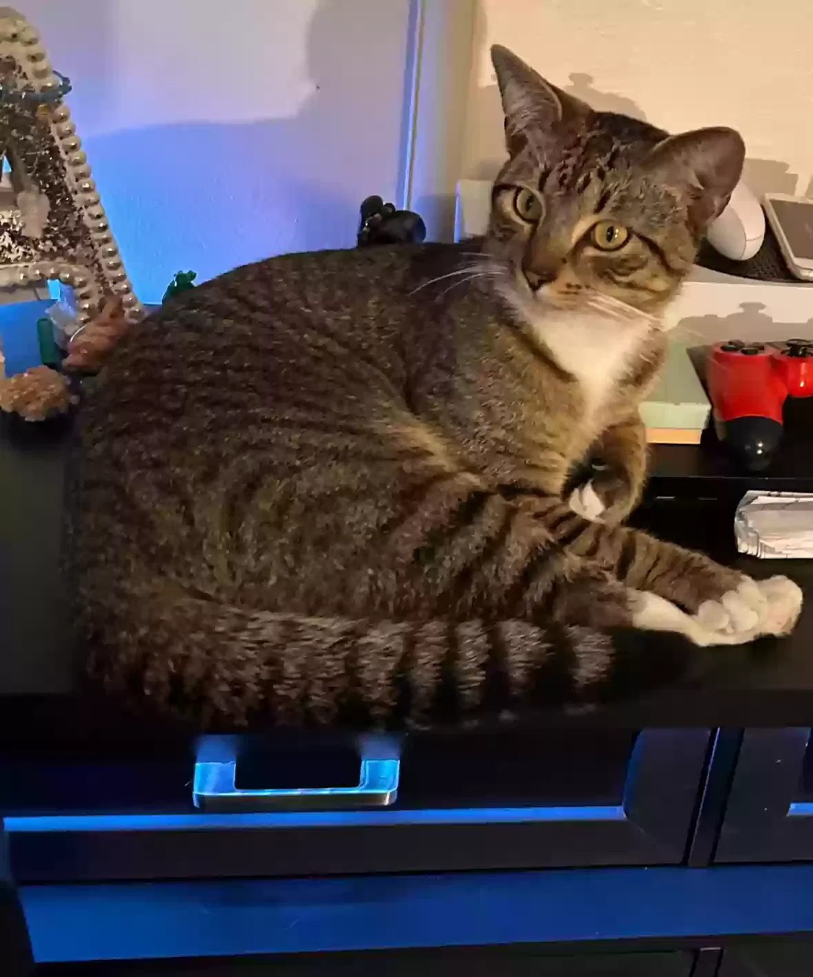 Lost cat in Merritt Island, FL, 32952