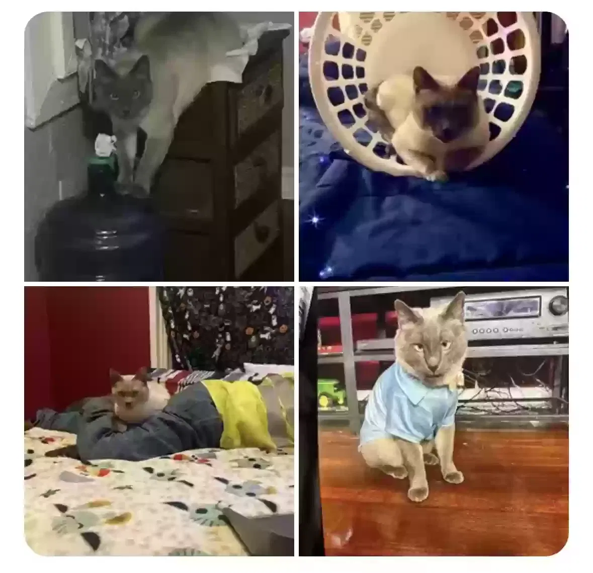 Lost cat in Oklahoma City, OK, 73110