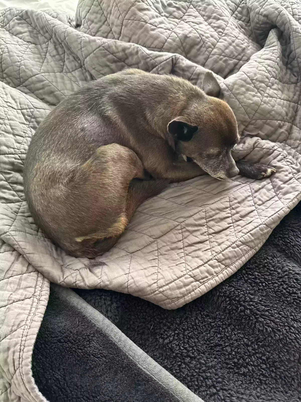 Lost dog in Amarillo, TX, 79107