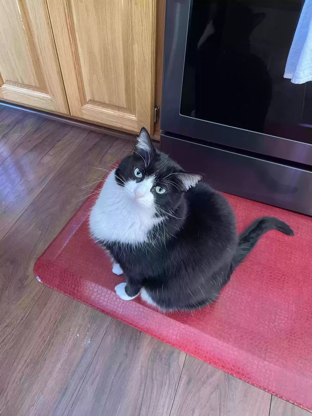 Lost cat in Minneapolis, MN, 55449