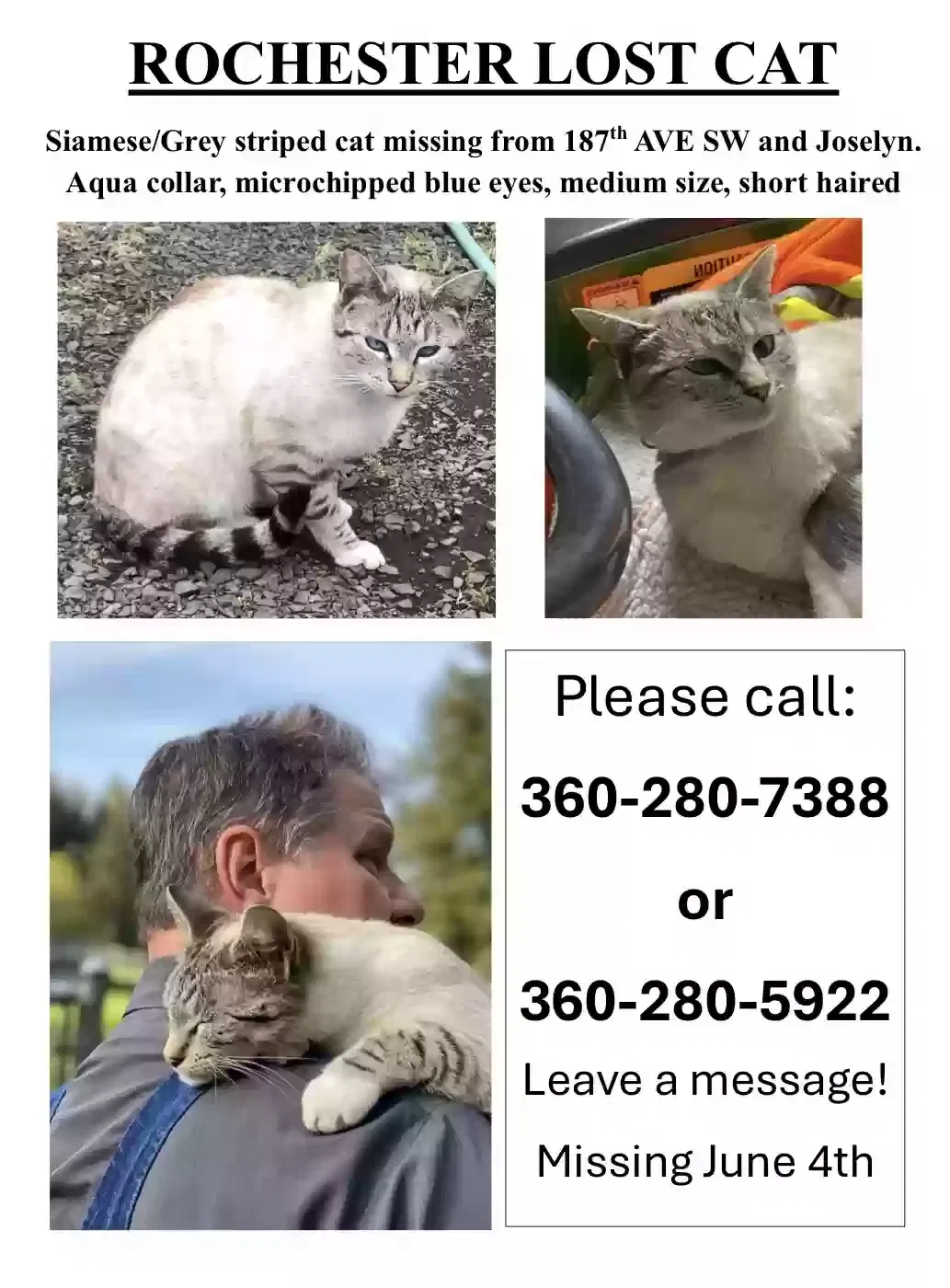 Lost cat in Rochester, WA, 98579