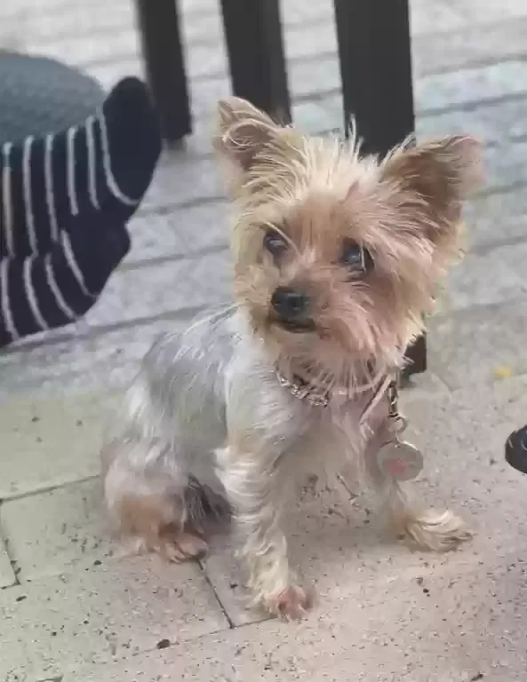 Lost dog in Hollywood, FL, 33029