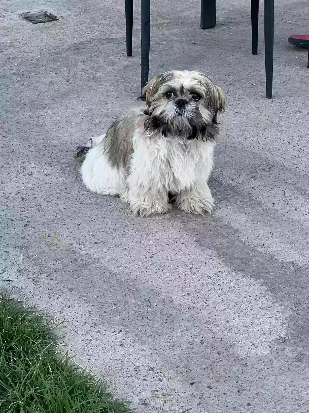 Lost dog in Las Vegas, NV, 89110