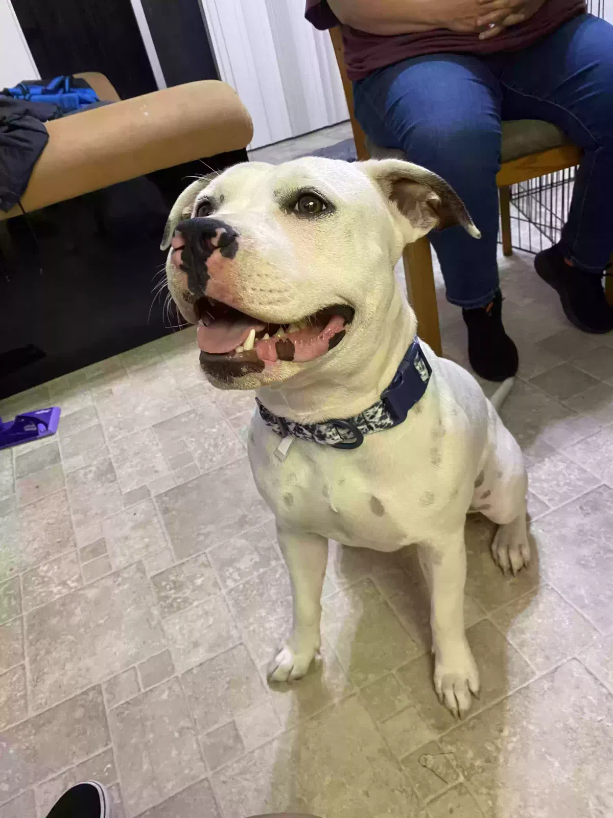 Lost dog in Oxnard, CA, 93036
