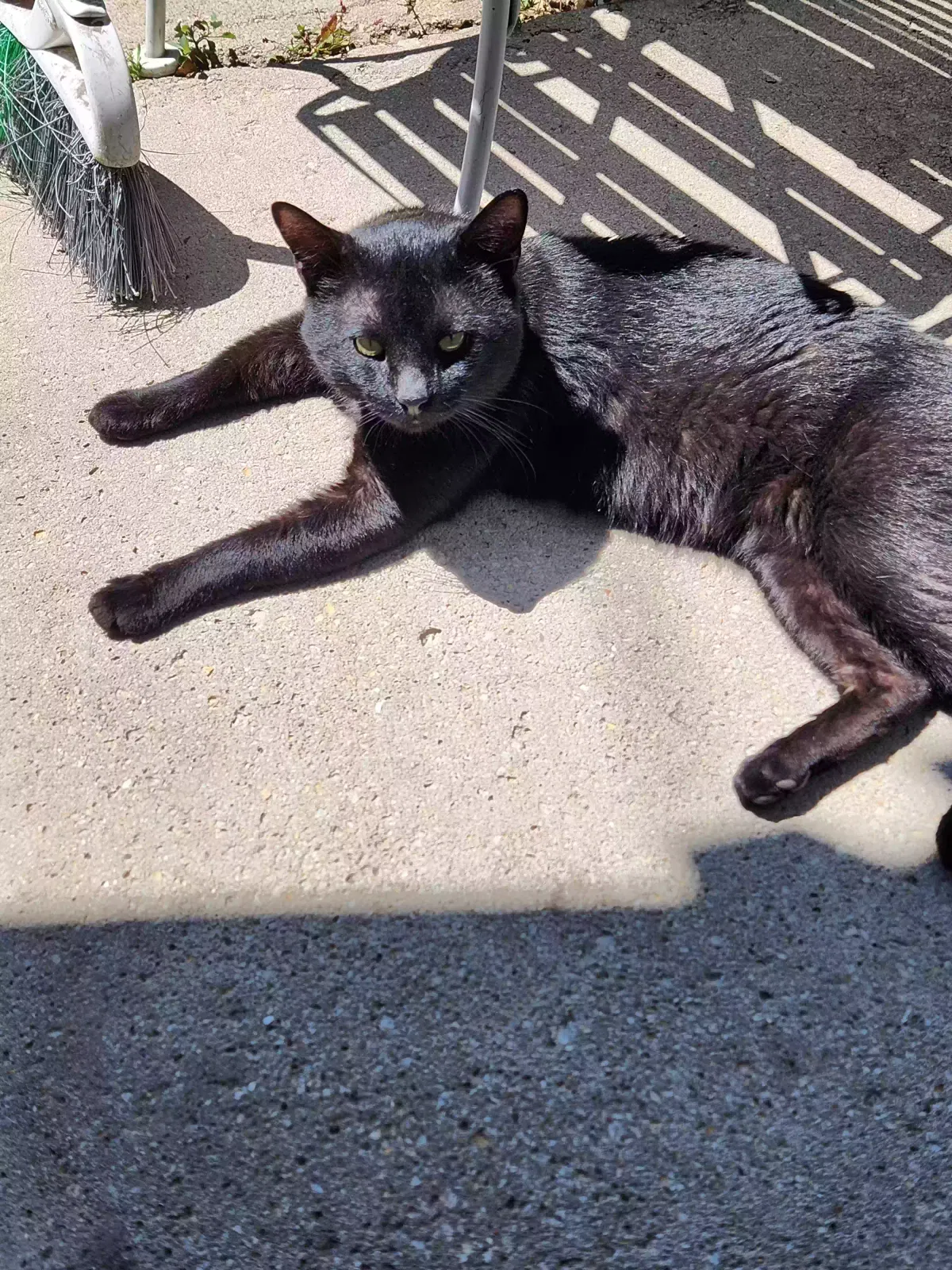 Found cat in Chicago, IL, 60651
