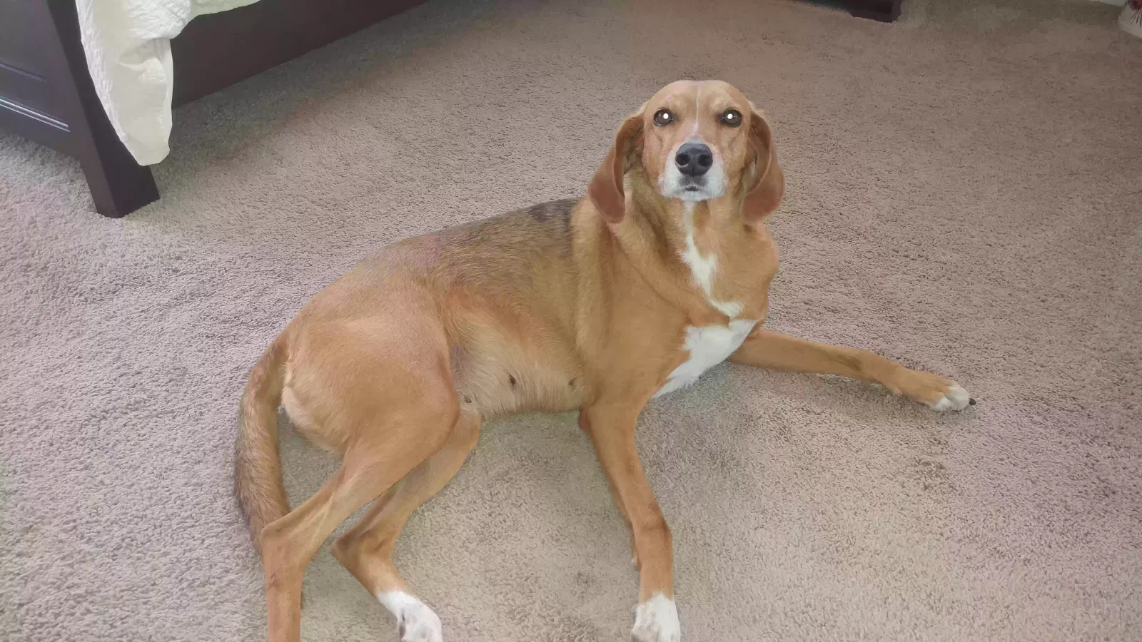 Lost dog in Trussville, AL, 35173