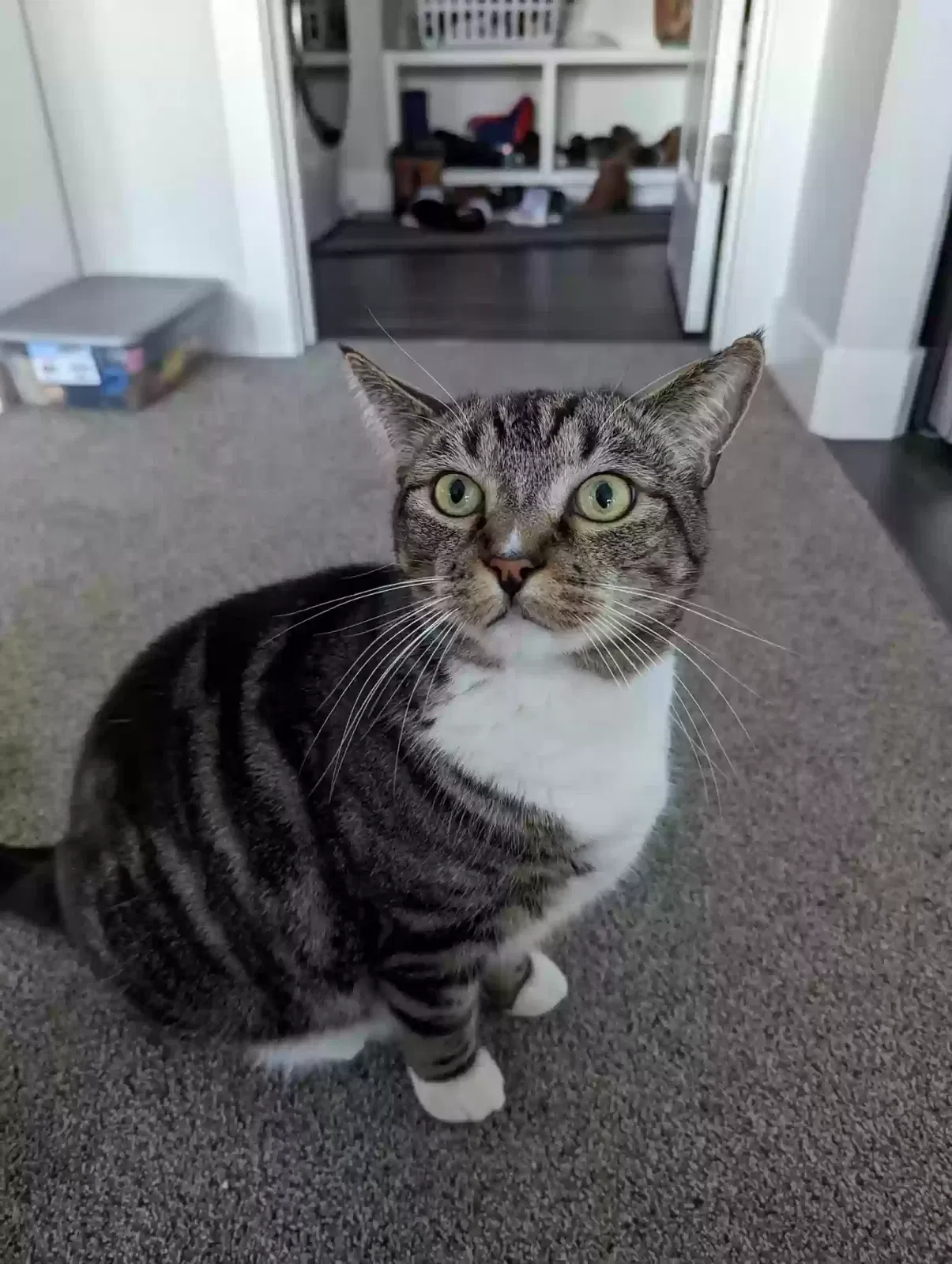 Lost cat in Happy Valley, OR, 97086