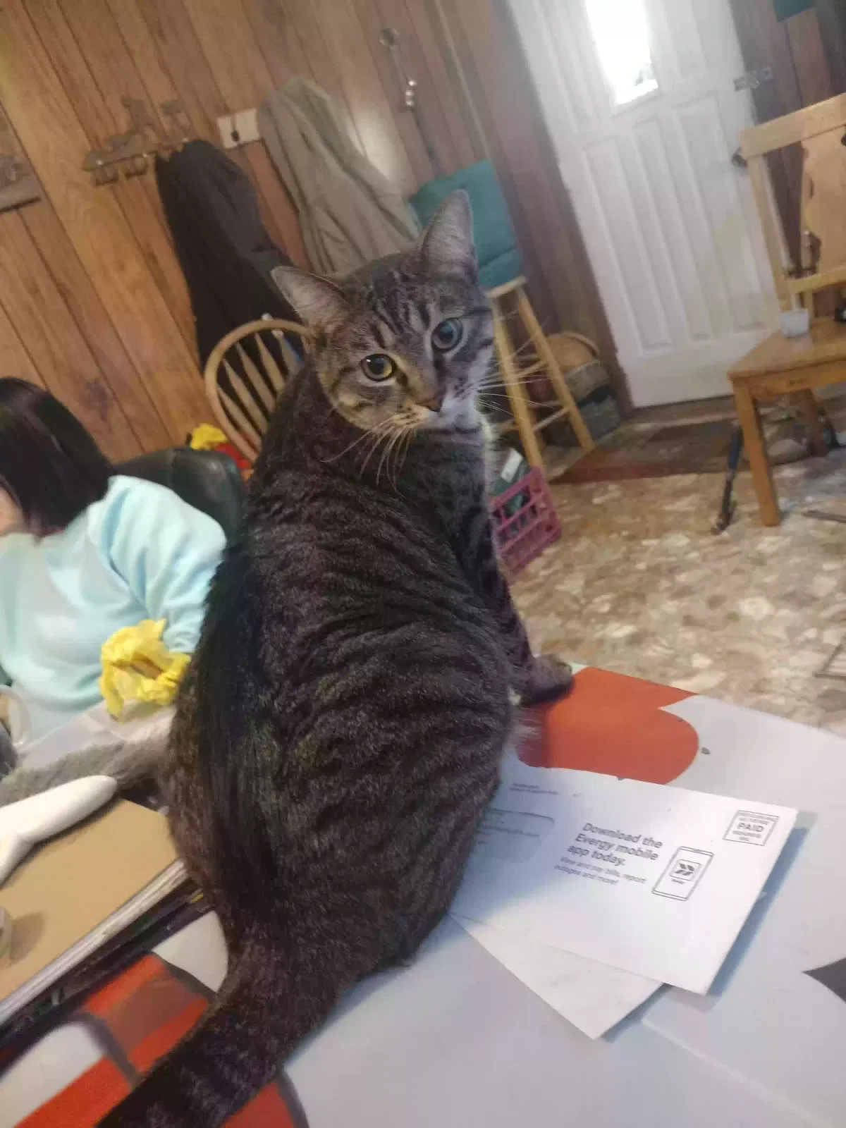 Lost cat in El Dorado, KS, 67042