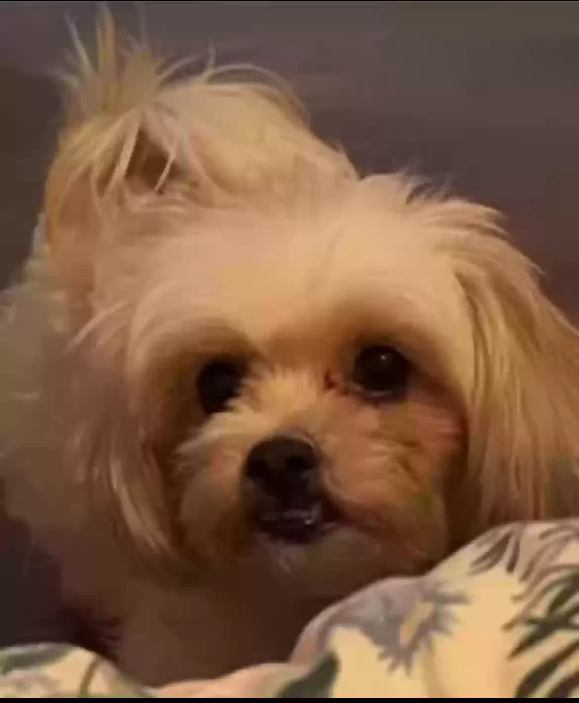 Lost dog in Newhall, CA, 91321