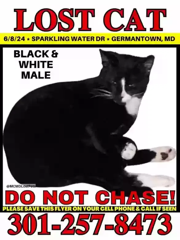 Lost cat in Germantown, MD, 20874