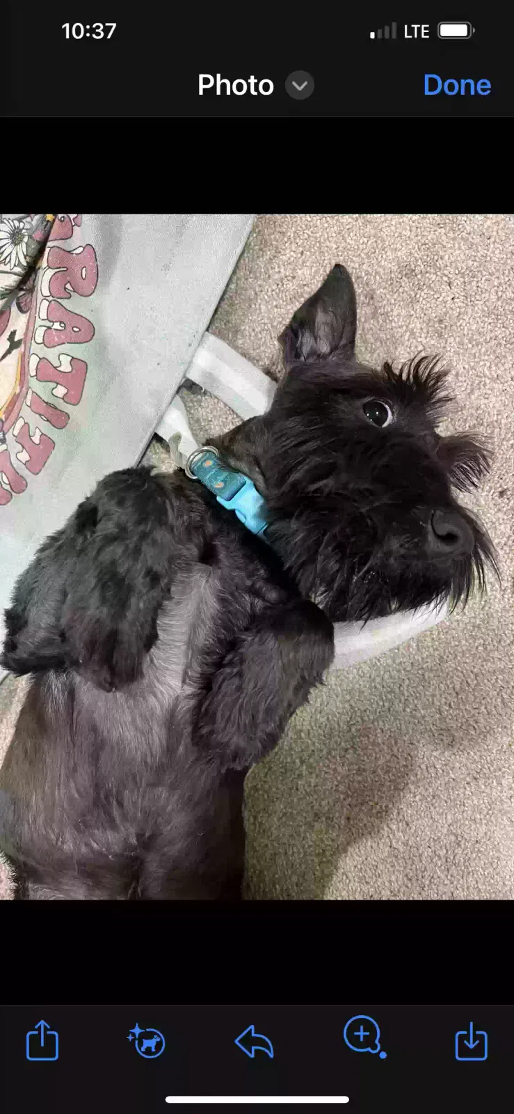 Lost dog in Abernant, AL, 35440