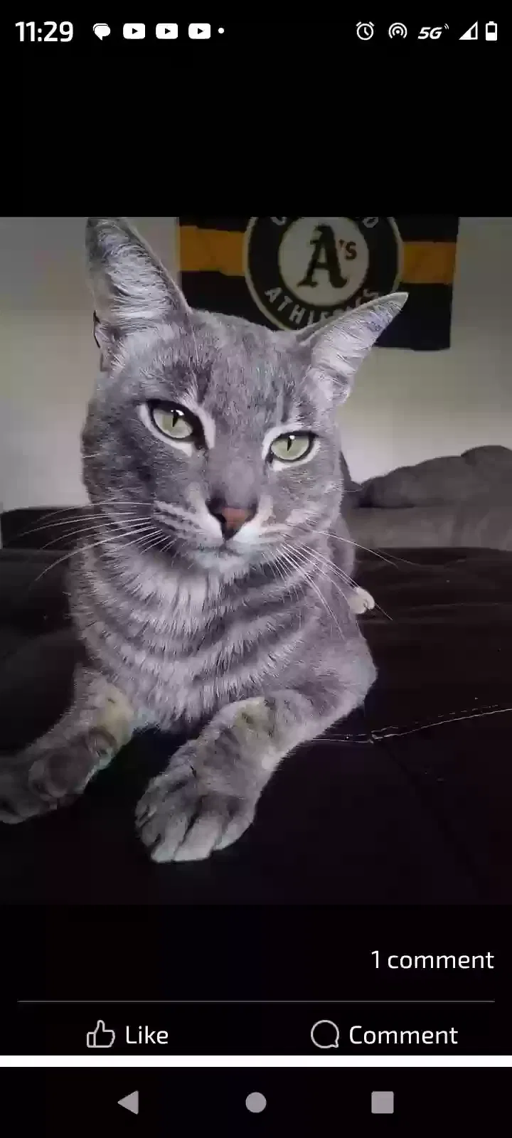 Lost cat in Hollister, CA, 95023