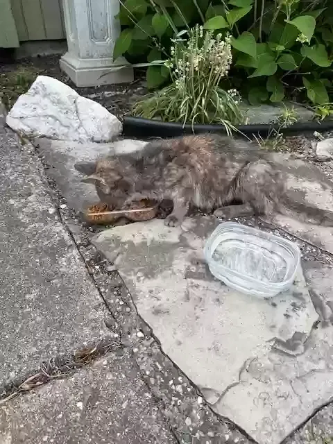 Found cat in Keego Harbor, MI, 48320