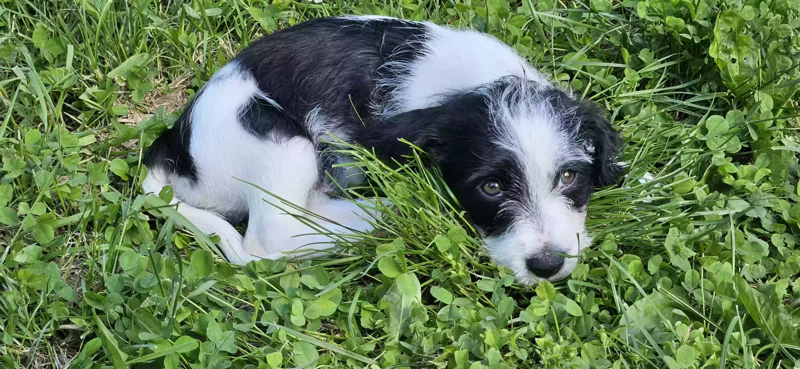 Lost dog in Indianapolis, IN, 46237
