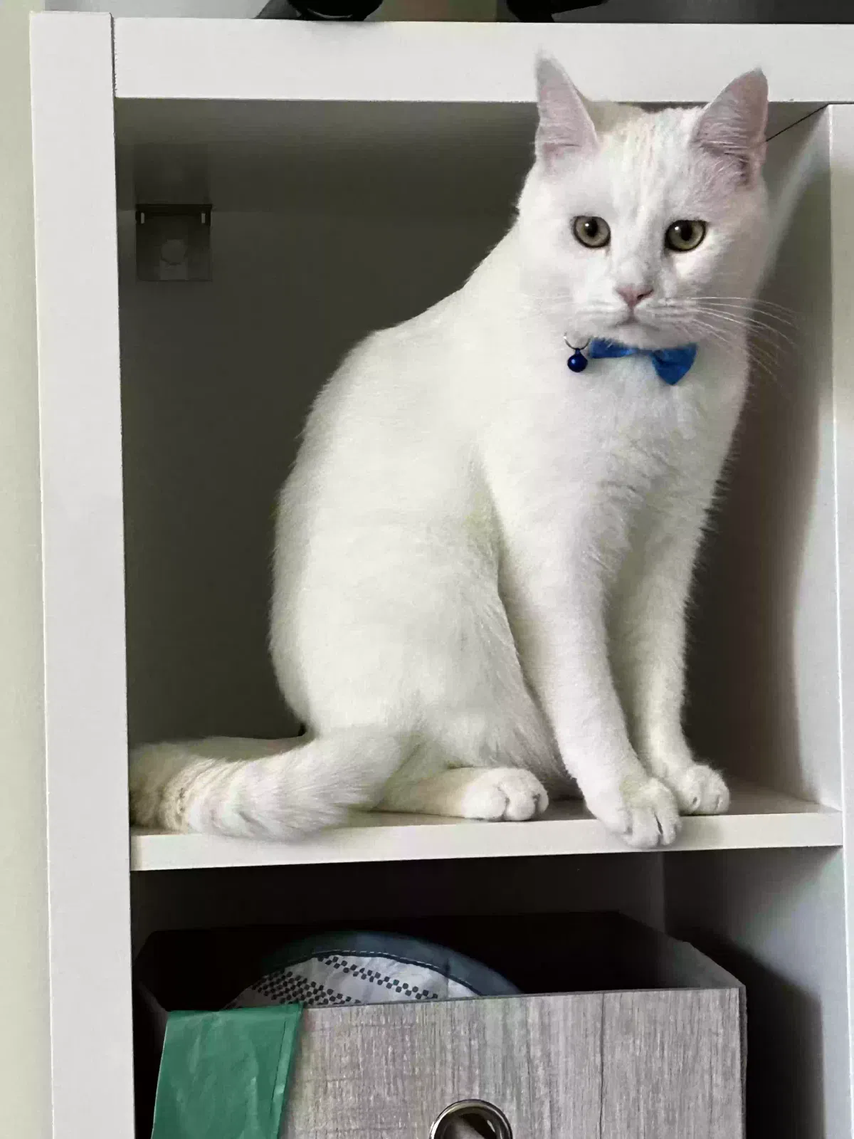 Lost cat in Philadelphia, PA, 19115