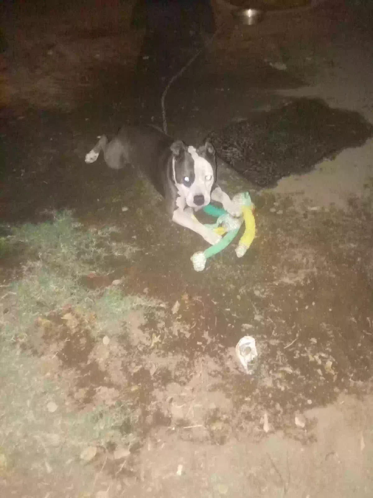Lost dog in Fresno, CA, 93728