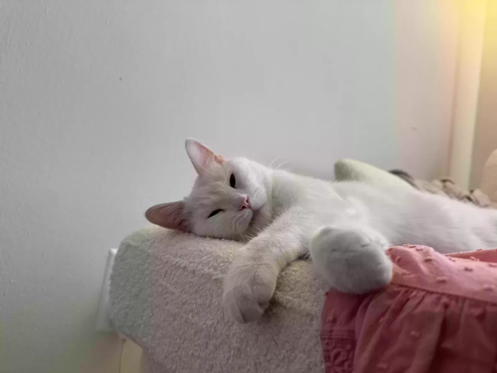 Lost cat in Middle Village, NY, 11379
