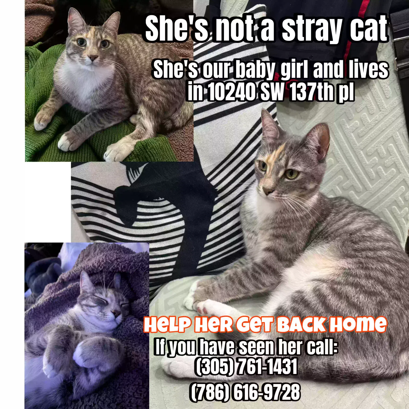 Lost cat in Miami, FL, 33186