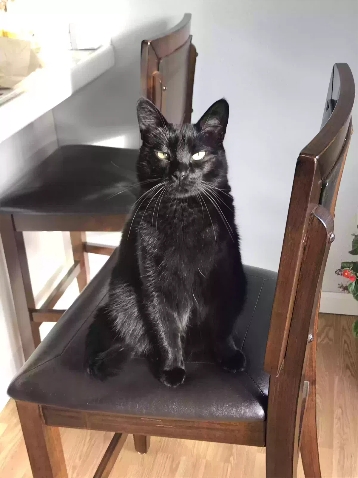 Lost cat in Seattle, WA, 98118