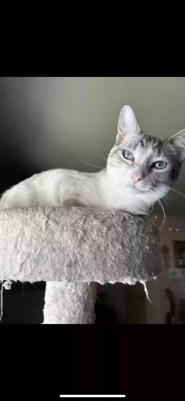 Lost cat in Walnut Grove, CA, 95690