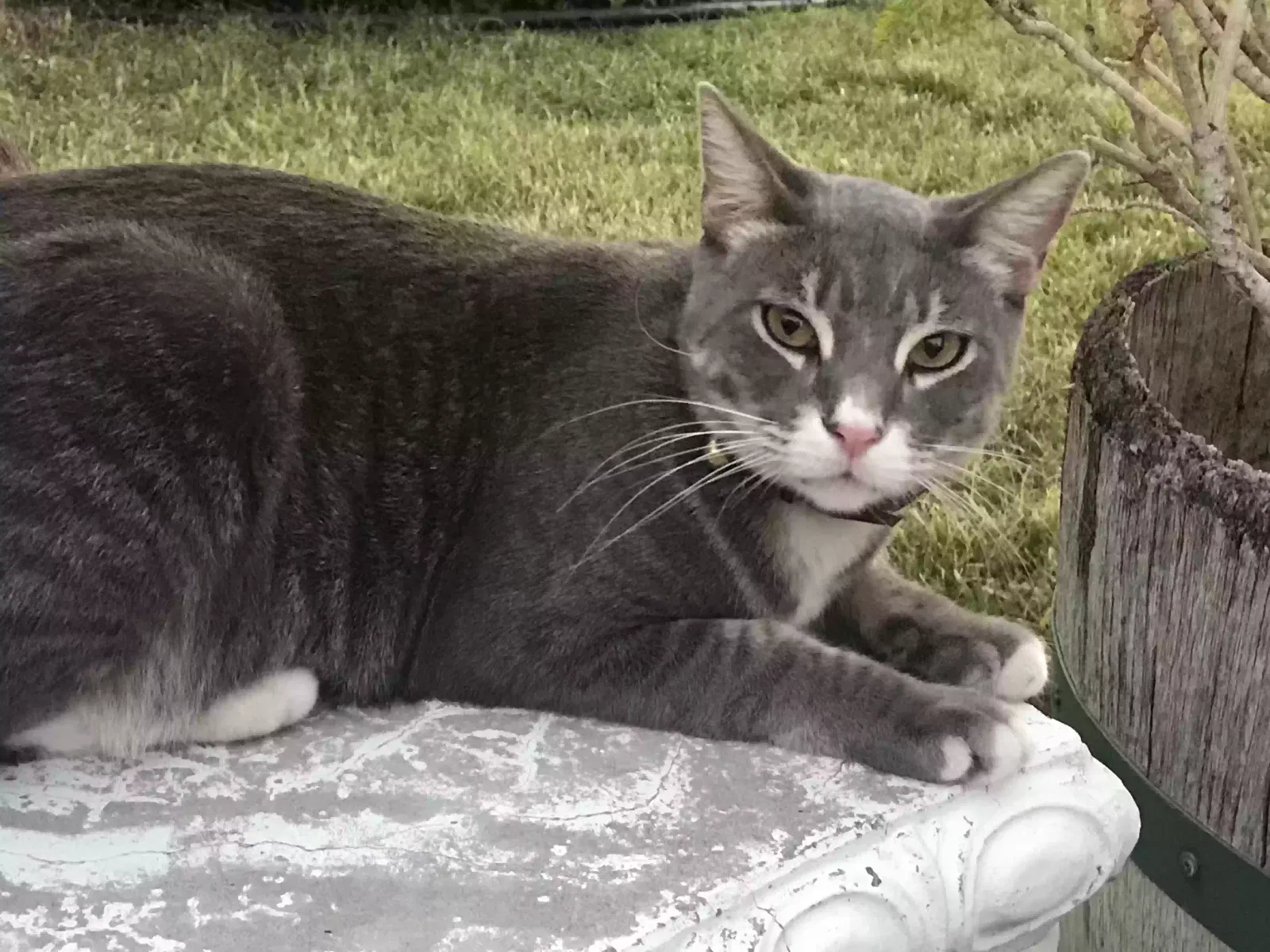 Lost cat in Antioch, CA, 94531