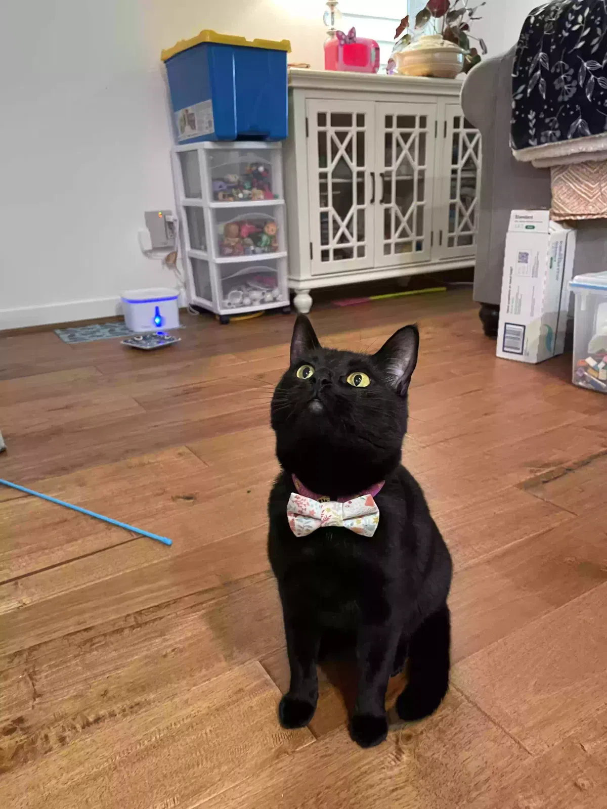 Lost cat in Portland, OR, 97224
