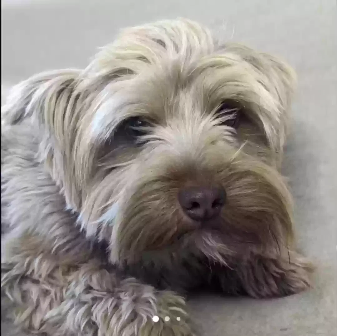 Lost dog in San Jacinto, CA, 92582