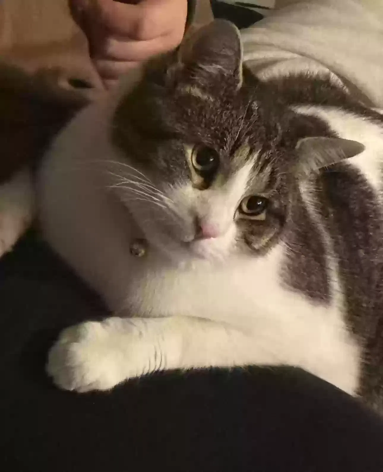 Lost cat in Cincinnati, OH, 45246