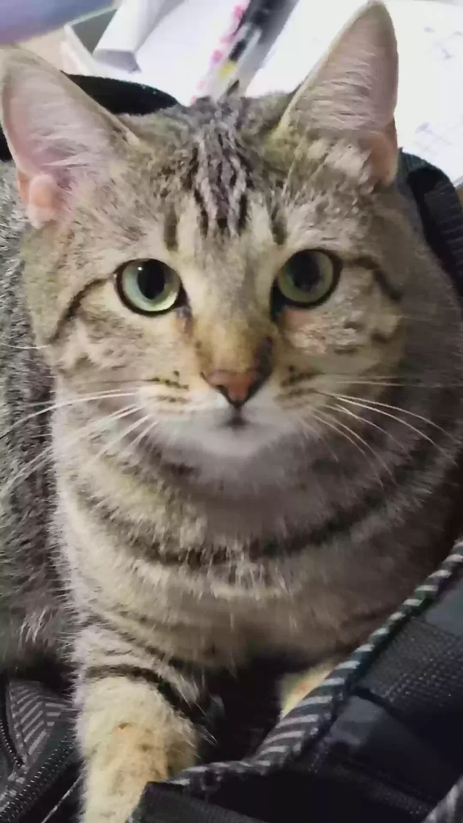 Lost cat in Baton Rouge, LA, 70816