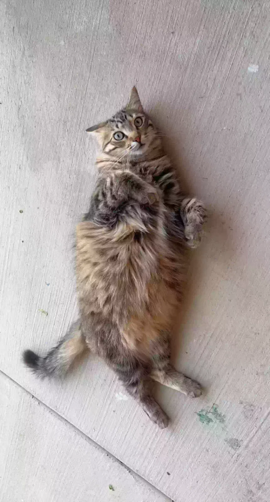 Lost cat in Denton, TX, 76207