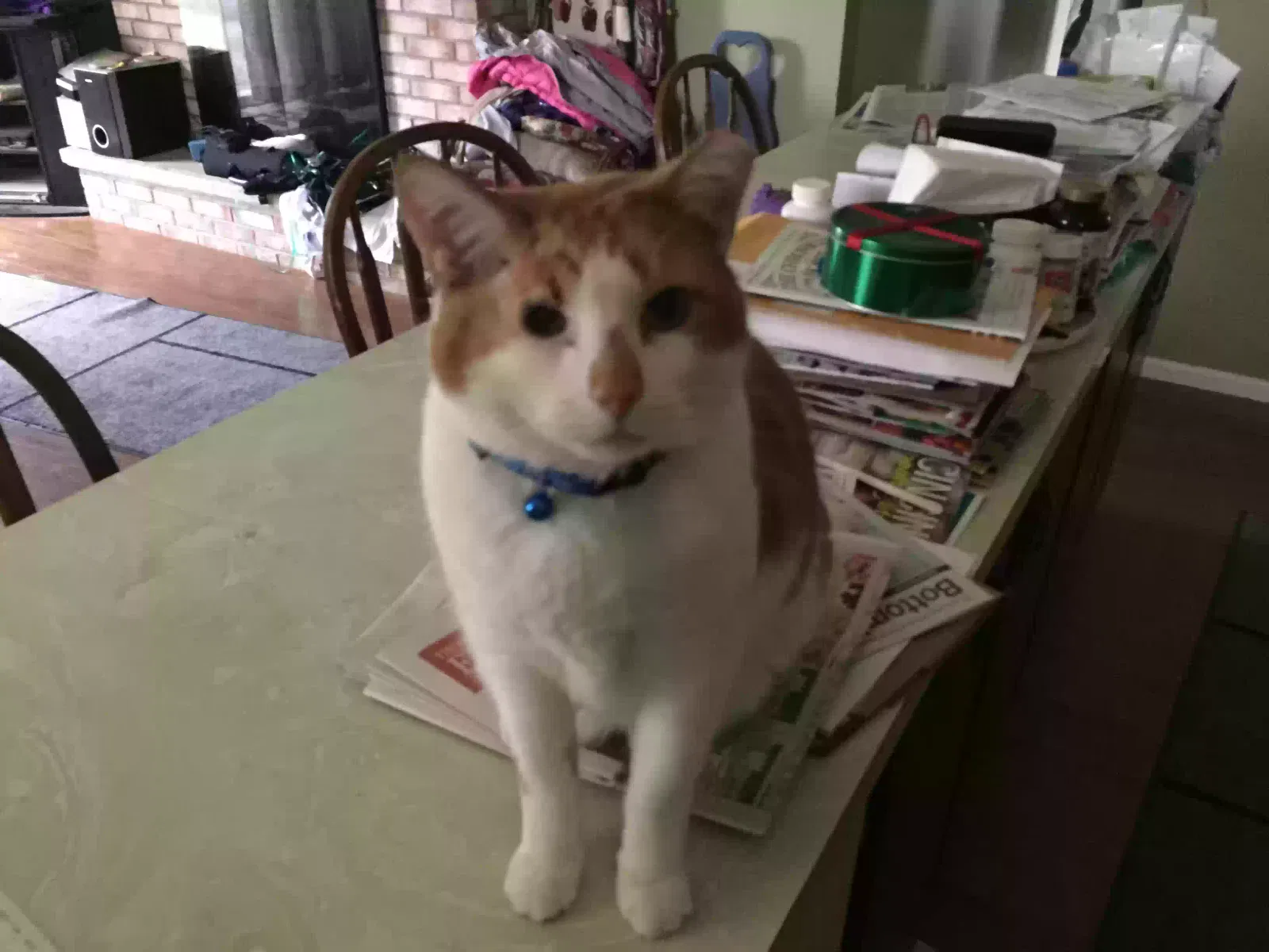 Lost cat in Middletown, OH, 45044