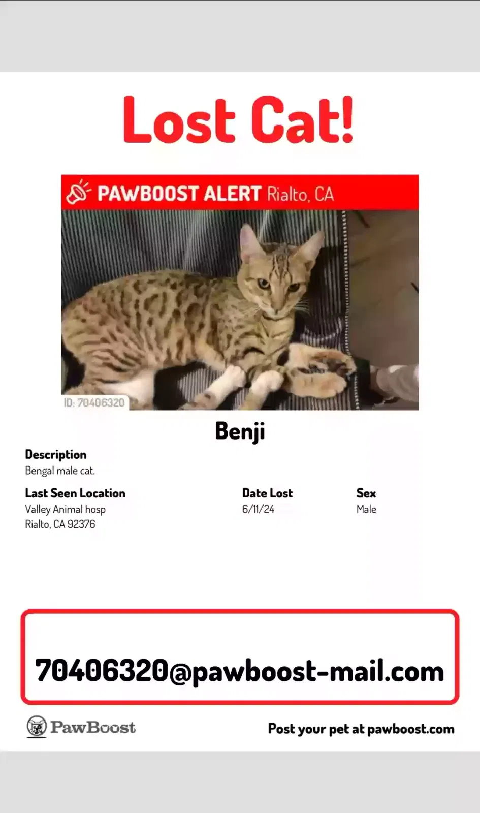 Lost cat in Rialto, CA, 92376