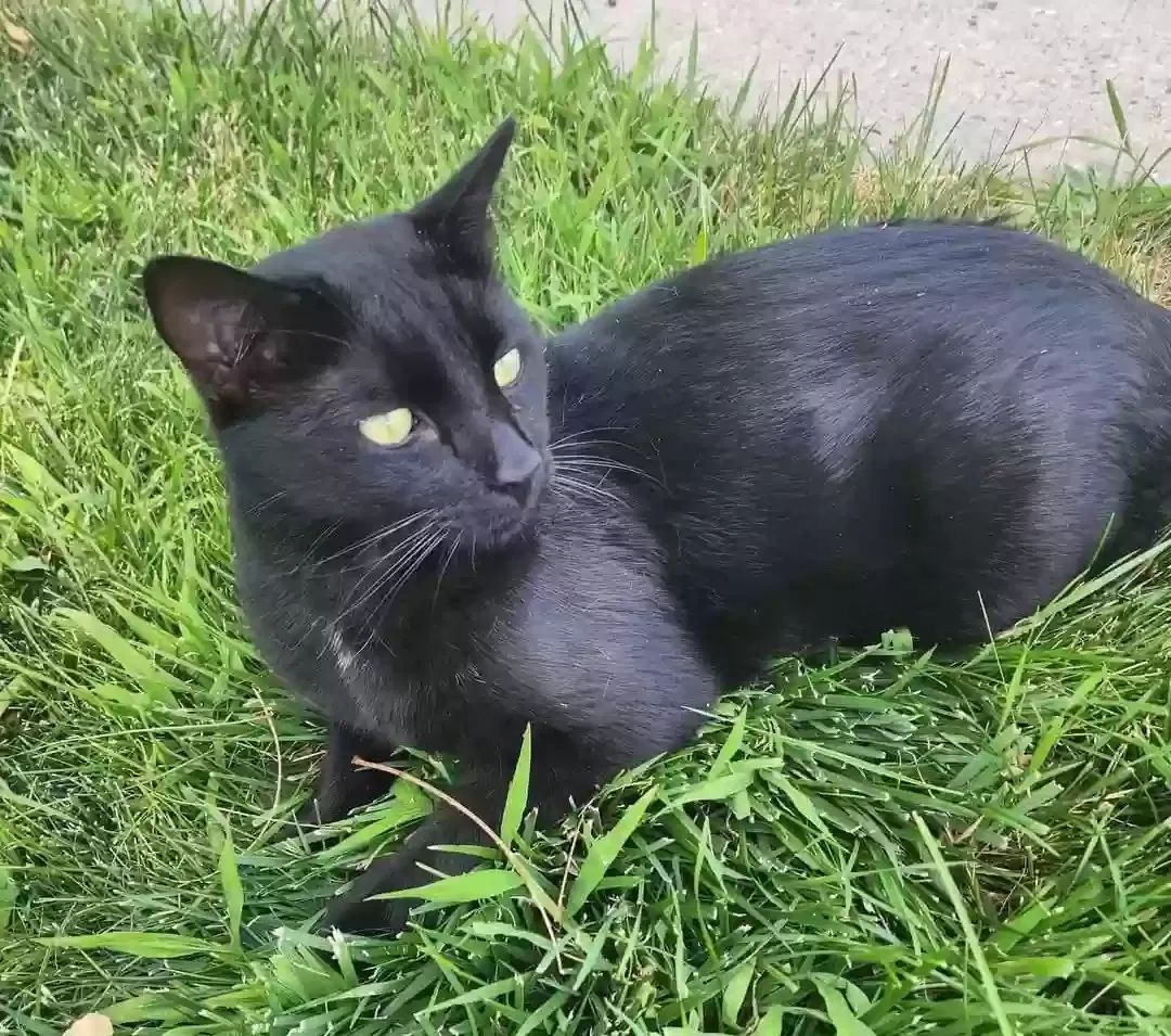 Lost cat in Pueblo, CO, 81005