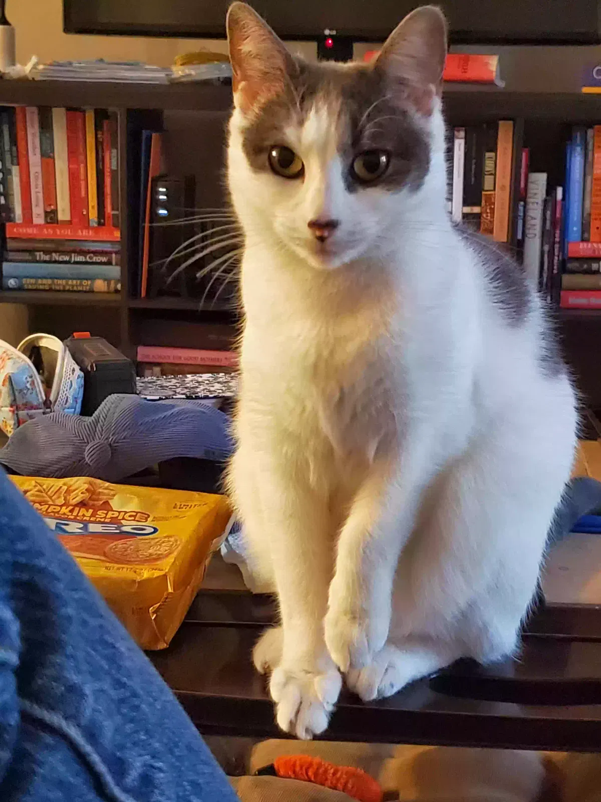 Lost cat in Sag Harbor, NY, 11963