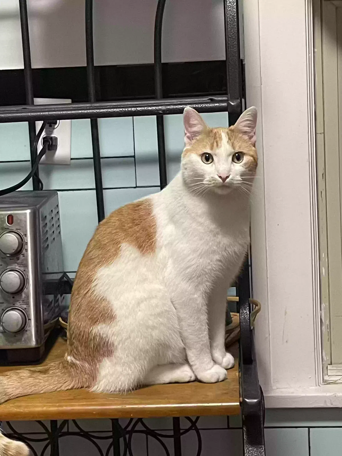 Lost cat in Anoka, MN, 55303