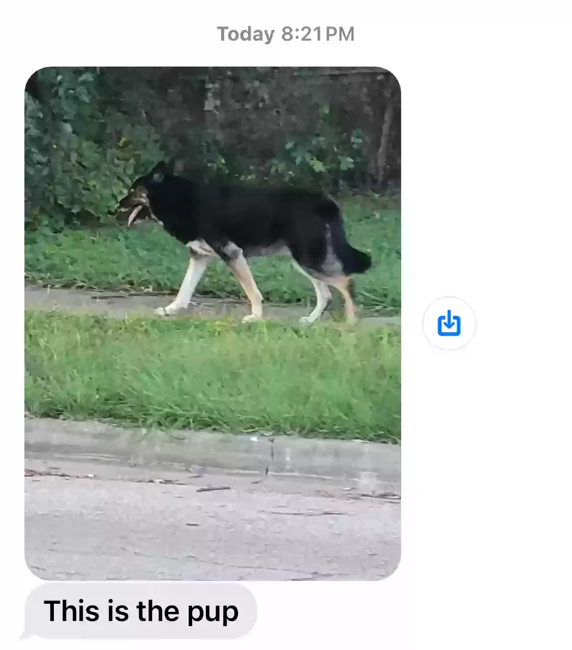 Found dog in Temple, TX, 76501