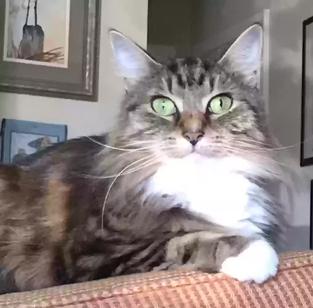 Lost cat in Middleburg, FL, 32068