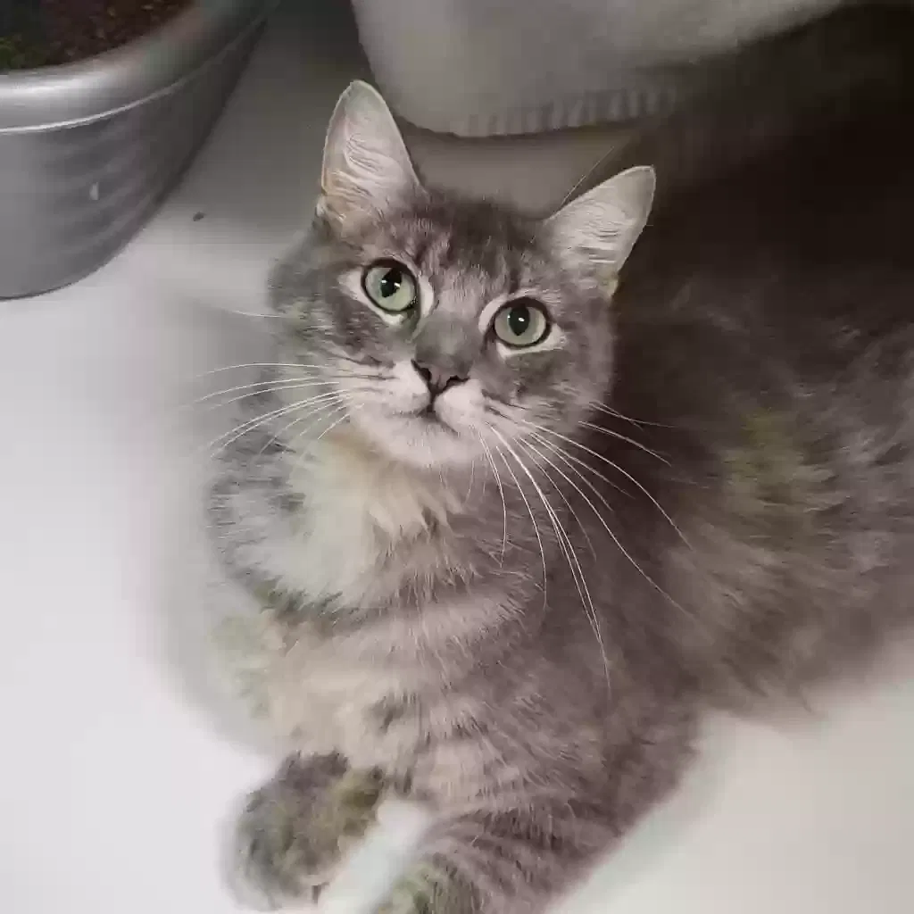 Lost cat in Alvin, TX, 77511