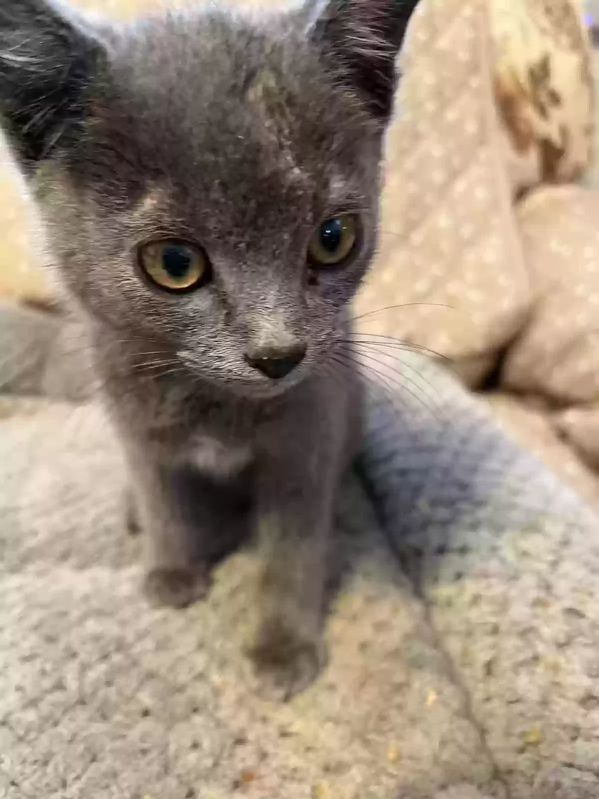 Found cat in Pueblo, CO, 81004