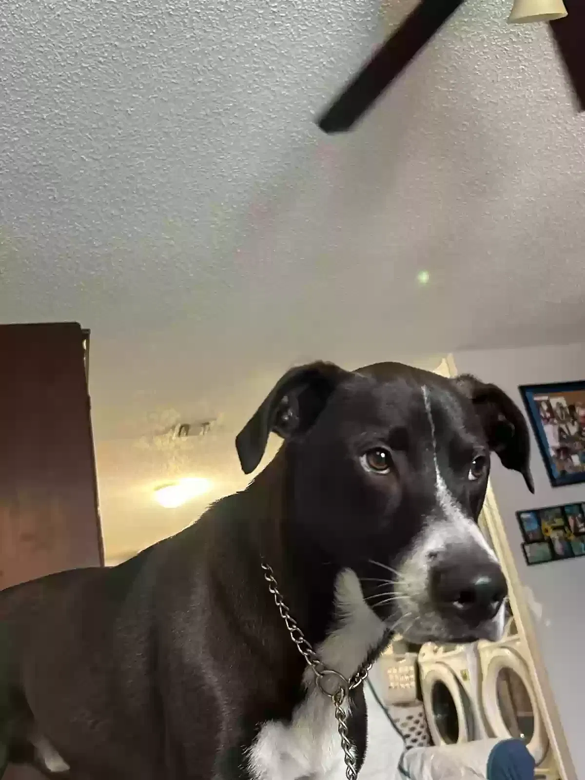 Lost dog in San Antonio, TX, 78207