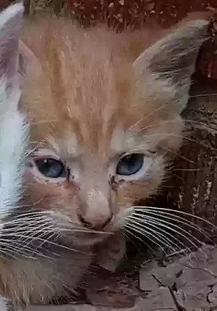 Lost cat in Mocksville, NC, 27028