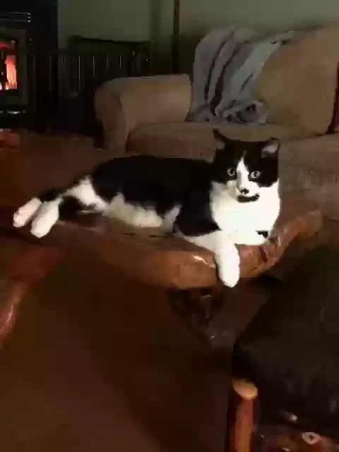 Lost cat in Creola, OH, 45622
