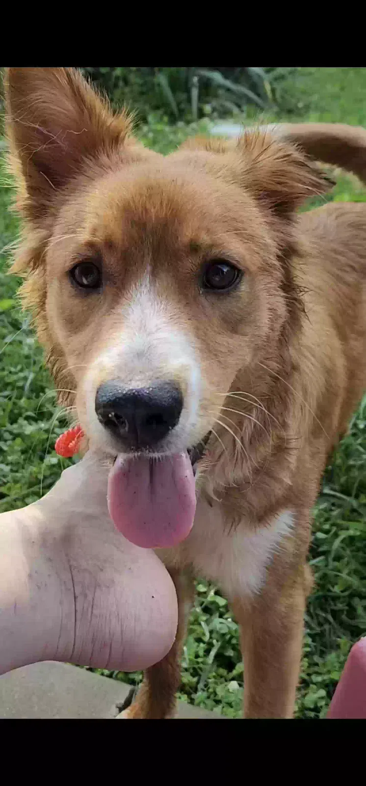 Found dog in Greenville, SC, 29605