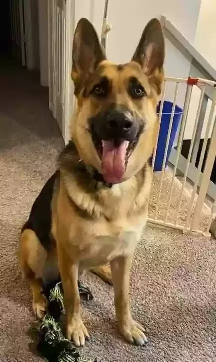 Lost dog in Hillsboro, MO, 63050