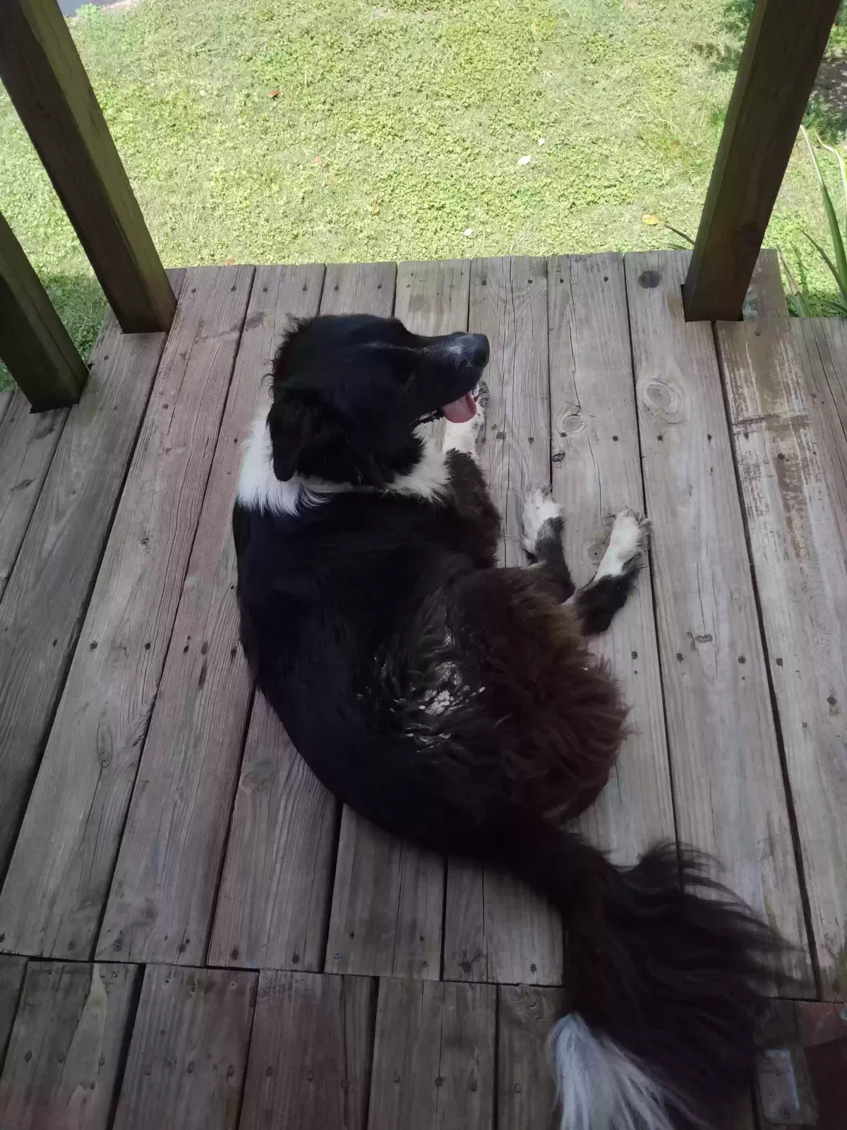 Found dog in Victoria, TX, 77905