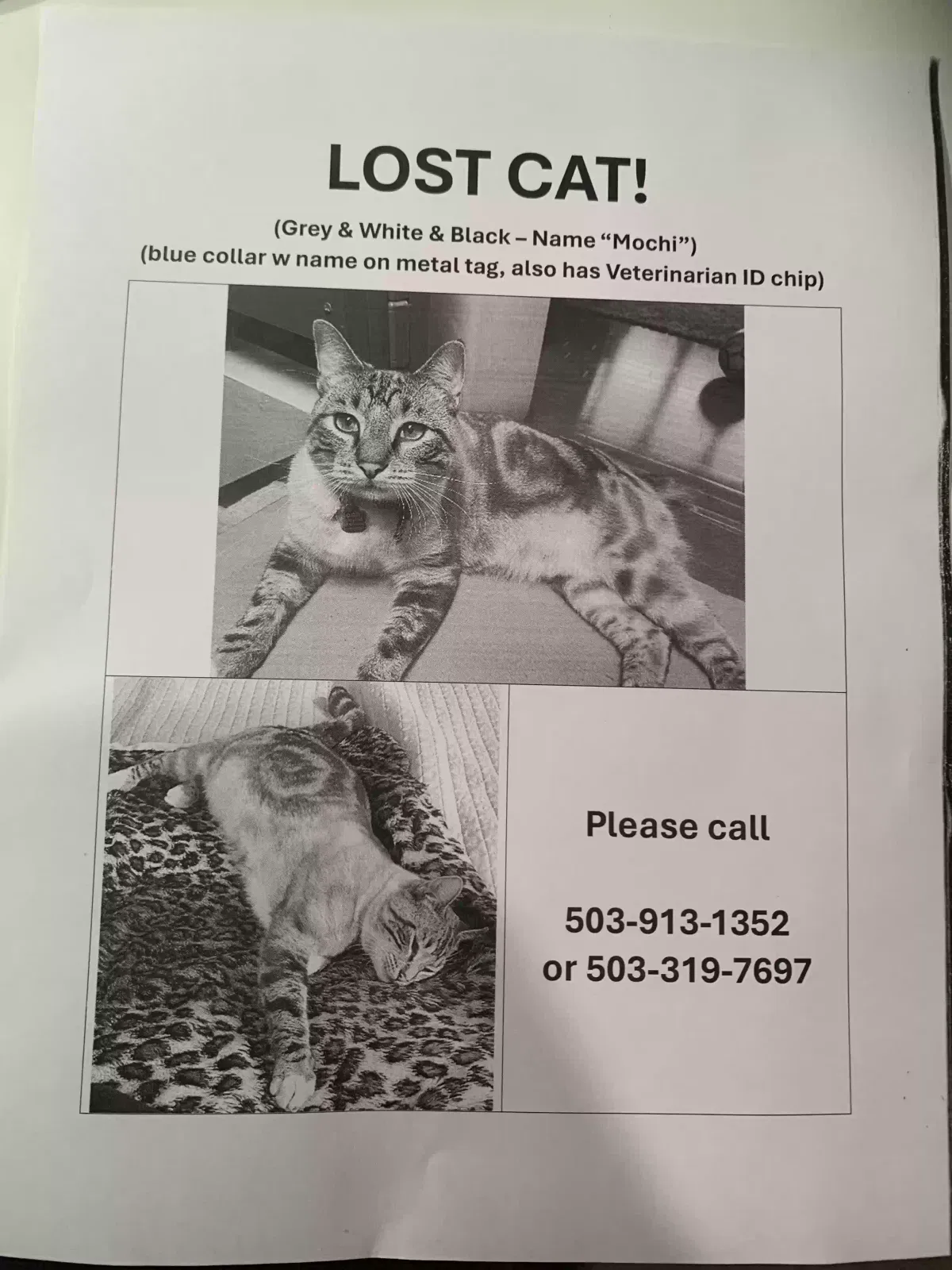 Lost cat in Lake Oswego, OR, 97034