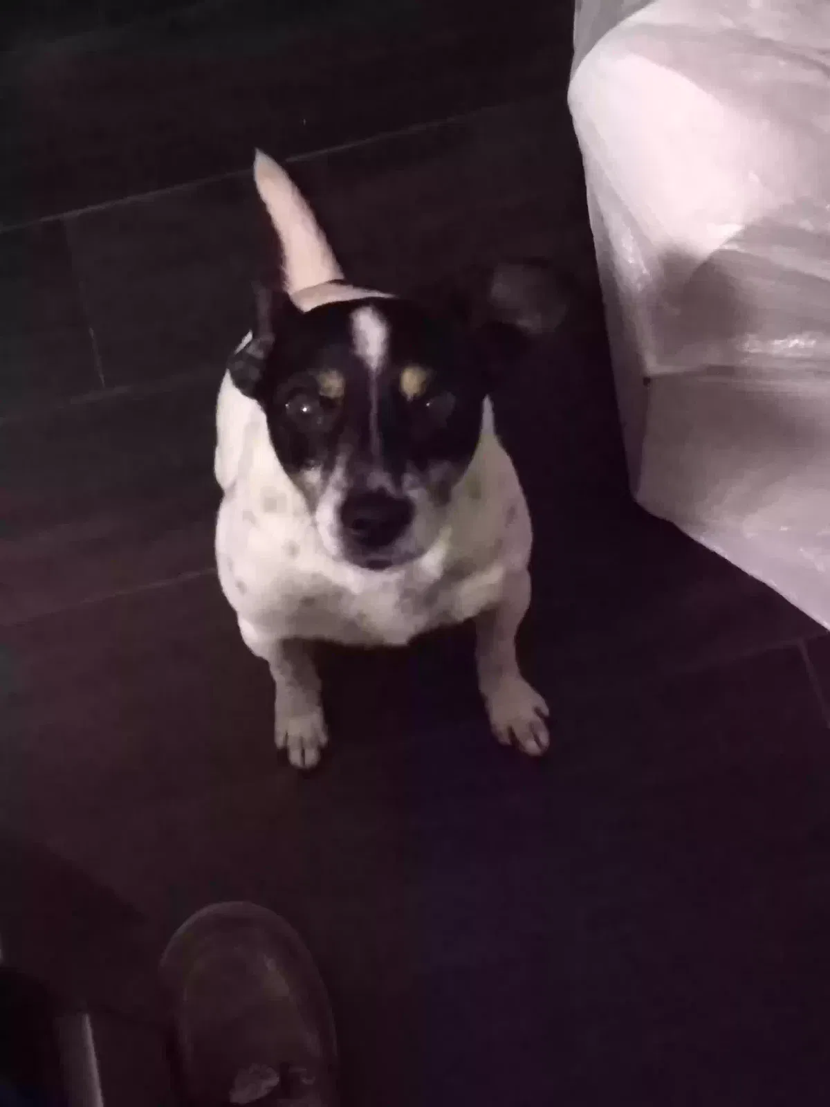 Lost dog in Calumet City, IL, 60409